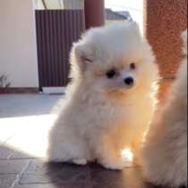 Померанский шпиц. Мини, в г.Fresenburg