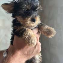 Щеночки йоркширского терьера, в Дзержинске