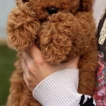 Poodle. Boy, в г.Фульда