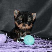 Супер - мини мальчик, Йорк, в Москве