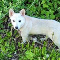 Снежок ищет любящих хозяев!, в Москве