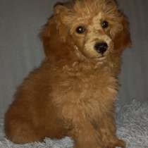 Той пудель. Apricot, в г.Franzenheim