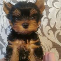 Йоркширский терьер. Мини, в г.Берлин