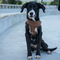 Три маленькие девочки, которые очень хотят стать чьим-то сча, в Москве