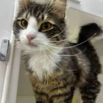 Молодой котик Фредди Мяукури в самые добрые руки!, в Москве