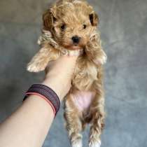 Мальтипу, в Нижневартовске