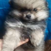 Pomeranian spitz. Mini boy, в г.Зулинген