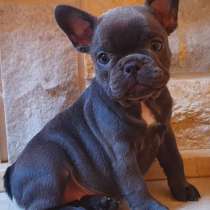 Французский бульдог. Blue, в г.Биледжик