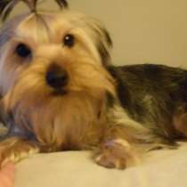 Йоркширский Терьер, в г.Анталия