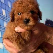 Той пудель. Red brown, в г.Raben Steinfeld