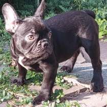 Французский бульдог. Chocolate, в г.Бремен