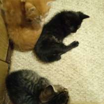 Отдам котят в добрые руки, в г.Киев