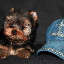 Щенки Йоркширского терьера. Трехмесячный мальчик, в Москве