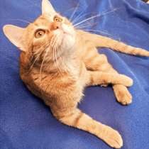 Красивый рыжий молодой котик, в Санкт-Петербурге