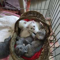 Британские котята, в г.Анталия