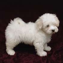 Мальтезе, в г.Вайтерштадт