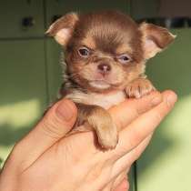Мальчик чихуахуа, в г.Милан