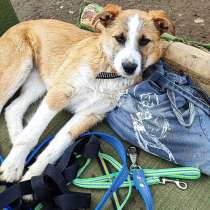 Щенок повышенной игривости, в Санкт-Петербурге