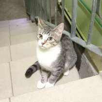Милый котенок из парадной ищет дом, в Санкт-Петербурге