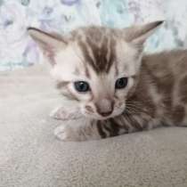 Snow Bengal cat, в г.Нюмбрехт