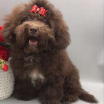 Мальтипу. Chocolate, в г.Вассенберг