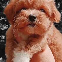 Мальтипу F - 1. Мини, в г.Берлин