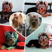 Мини мальчик Йоркширского терьера, в Москве