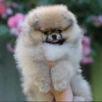 Померанский шпиц, в г.Берлин