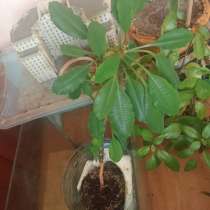 Молочай беложильчатый, в Москве