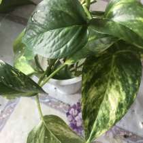 Сциндапсус золотистый, в Щербинке