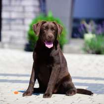 Лабрадор - ретривер. Chocolate, в г.Магдебург