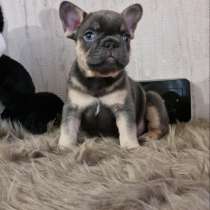 Французский бульдог. Blue tan, в г.Aken