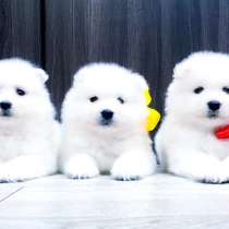 Белоснежные "мишки" самоедики, в Пензе