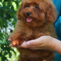 Той пудель. Red brown, в г.Стамбул