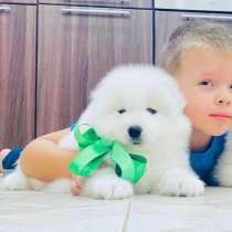 Красивые щеночки самоеды, в Москве