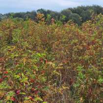 Шиповник, в Москве