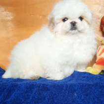 Пекинес, в г.Берлин