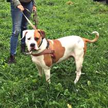 Безумно ласковая собака породы американский бульдог, в Санкт-Петербурге