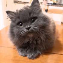 Шотландские девочки, в г.Ришон-ле-Цион