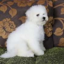 Bichon Frize. Boy, в г.Либенау