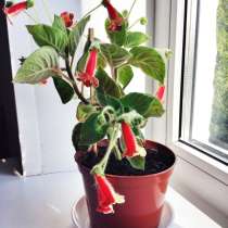 Цветы горшечные: калерия, кроссандра, драцена и другие, в Красноярске