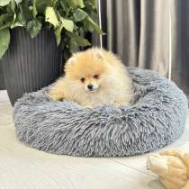 Щенок померанского шпица, в г.Париж