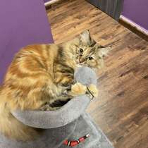 Отдам в добрые руки зовут Тай-Тай 1 и 2 месяца. Добрая, в г.Дубай