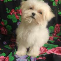 Maltese. Mini girl, в г.Бремен