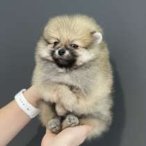 Щенок померанца, в г.Гамбург