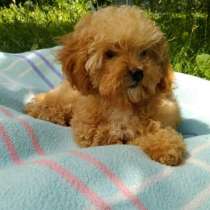 Мальтипу F - 2. Мини, в г.Hohn