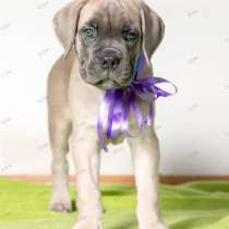 Кане - Корсо. Форментино, в г.Берлин