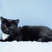 Котя ищет дом, в Москве