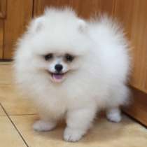 Померанский шпиц. Мини, в г.Вильсдруф