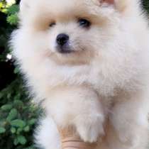 Померанский шпиц. Мини, в г.Monkeberg